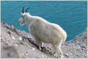 06 - Icefields Parkway (24) - Mountain Goat
